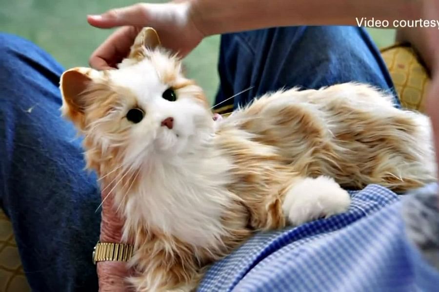 Companion Pet Pup Ageless Innovation