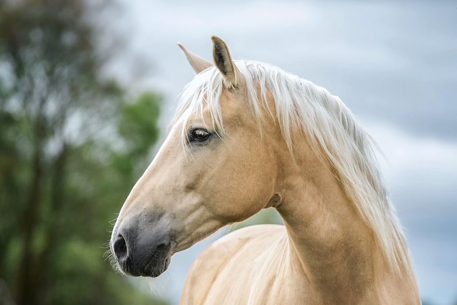wearable pain management patch